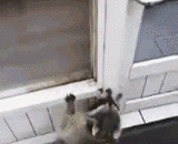 Can't reach the door, fat raccoon is so sad...,够不到门，胖浣熊好忧伤……