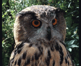 它会装作很生气的样子，但是你还是可以这样摇它[2P] - It will pretend to be angry, but you can still shake it [2P] like this.