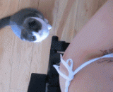 别藏了，我已经闻到鱼干的味道了 - Don't hide it. I've smelled the smell of the dried fish.