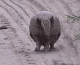 遇到危险秒怂的犰狳 - An armadillo that encounters dangerous seconds