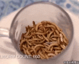 生吃660只面包虫 - 660 bakery worms