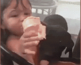 汪星人抢吃小主银的冰淇林......小朋友们的内心是崩溃的 - Wang Xing people grabbed the ice cream forest of little master silver... The hearts of children are broken down.