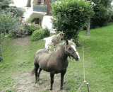 Sheep riding GIF dynamic pictures, Baxing people this is going against the sky [8P],羊骑马gif动态图片，咩星人这是要逆天了[8P]