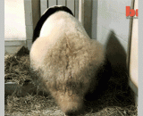 原来熊猫生个孩子才这么一点 - It turns out that the panda has a baby.