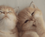 这两只小喵，简直萌化了[3P] - These little meow, the [3P]