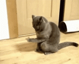 一只蝴蝶落到了喵爪上，让喵星人不知所措 - A butterfly fell on the mew claw, so that the meow star was at a loss.