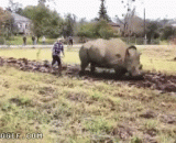 To plow the field with a rhinoceros,用犀牛耕田，简直霸气侧露啊