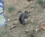 The best of the world's most delicious nuts,绝壁吃到了这个世界上最美味的坚果