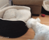 My dog's nest is occupied by this tease.,朕的狗窝被这逗比霸占了，铲屎的管不管啊