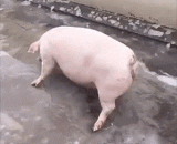 It's very cold and slippery recently. Step by step like a claws!,最近天好冷，地好滑！一步一步似爪牙！