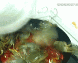 第一次做香辣蟹，接下来该怎么做，场面控制不住了 - The first time to cook spicy crab, how to do next, the scene can not be controlled.