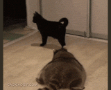 潜行撸猫侠 - Sneak up on the cat man