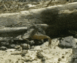 Mantis catches the mouse.,螳螂捕鼠…