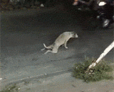 一只半身不遂的汪星人，遇到了好心人.... - A half paralyzed Wang Xing Ren met with a good heart.