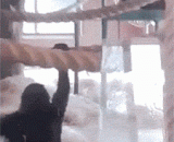 猩猩界的罗密欧，就差一只母的了 - Romeo in the orangutan world is just a mother.