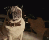 我这么萌，你真的忍心就开枪吧！ - I'm going to shoot, you really have the heart to shoot!