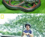 A flying snake is amazing!,一只会飞的蛇 好神奇的样子！