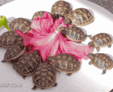 A delicate flower was spoiled by a group of bastards,一朵娇花被一群王八蛋糟蹋了