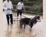 家里没牛怎么办？ - What do you do without a cow at home?