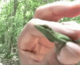 生吃活蜥蜴 - Live lizard