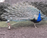 你有那么多给我一根会怎么样噢！ - How do you give me so much!