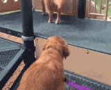 黄金猎犬教它的基友溜滑梯，好有爱[2P] - The golden hound teaches its friends to slide, and love [2P].