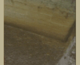 It's the same sheep! Are you so swollen and stupid,同样是羊！！你肿么那么笨