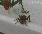 The red eye Niang eats crickets,红眼纺织娘吃掉蟋蟀
