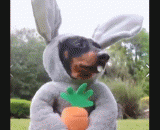 看什么看！！上辈子没见过兔子吗 - Look what you look! Haven't seen a rabbit in my last life