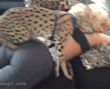 Beasts, get me down,畜生，给我下来