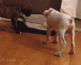 特么就会欺负单身狗！！老子起来还不行吗！ - It will bully the single dog! It's not good for Lao Tzu to get up!