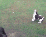 A dog with a bad eye, ears, nose and nose,眼神耳朵鼻子都有问题的狗