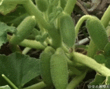 Blast melon, passion!,爆炸瓜，激情四射！