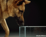 汪星人是怎么样喝水的？高速摄影告诉你答案 - How does the Wang star drink water? High speed photography tells you the answer