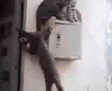 那是我的专座，都给老子下去！ - That's my special seat for Lao Tzu!