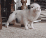 It's not a decent pig.,一看就不是什么正经猪