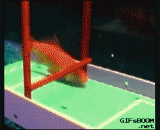 小金鱼做的各项体育运动，好聪明的金鱼 - Small goldfish do all kinds of sports, smart goldfish.