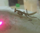 Tease the mantis with a laser pen,用激光笔逗螳螂
