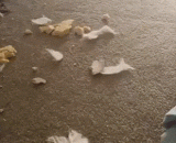 汪：我从来没出去过！从！来！没！有！ - Wang: I've never been out! From! Come on! No! Yes！