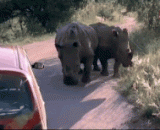 犀牛扎爆轮胎就跑，真坏！ - Rhino bursts on the tire and runs. It's bad!