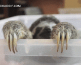 小树獭卖萌，超可爱 - Little Otter sells and is very cute