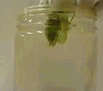 Worms drilled out of the worm,虫子体内钻出来的寄生虫