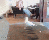 The seagull swagger into the store and stole,海鸥进人家店里大摇大摆偷东西