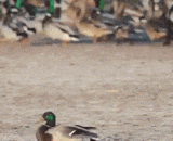 卧槽，血滴子？ - Slots, blood drops?