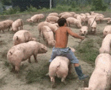 皮皮猪，我们走~ - PEPI pig, let's go