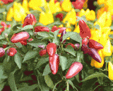 Let you know what kind of [4P] is in the eyes of people who are color blind or weak.,让你知道色盲与色弱者眼中的世界什么样[4P]