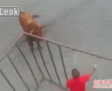 你以为在笼子里就安全了吗？天真！ - Do you think it's safe in a cage? Naive!