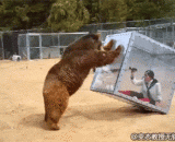 Anti Japanese bear box, Japanese artist Jing Ben Xuan is making fun of life again.,防狗熊框，日本艺人井本绚子又在用生命恶搞