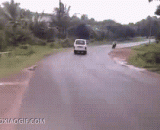 哥几个跑啥呀！我只不过拿点树枝 - How do you run! I just take a bit of a branch