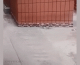 一个手打伞一个手开车这是很危险滴 - It's dangerous to drive an umbrella with one hand and drive it.